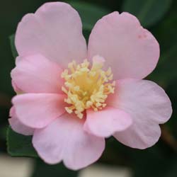 Camelia de otoo 'Plantation Pink'